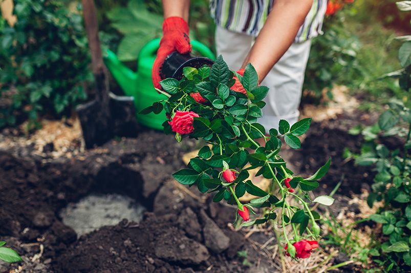 How to Care for Rose Bushes - A Guide for Beautiful Roses - Shrubhub