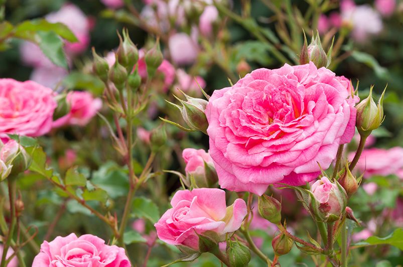 How to Care for Rose Bushes - A Guide for Beautiful Roses - Shrubhub