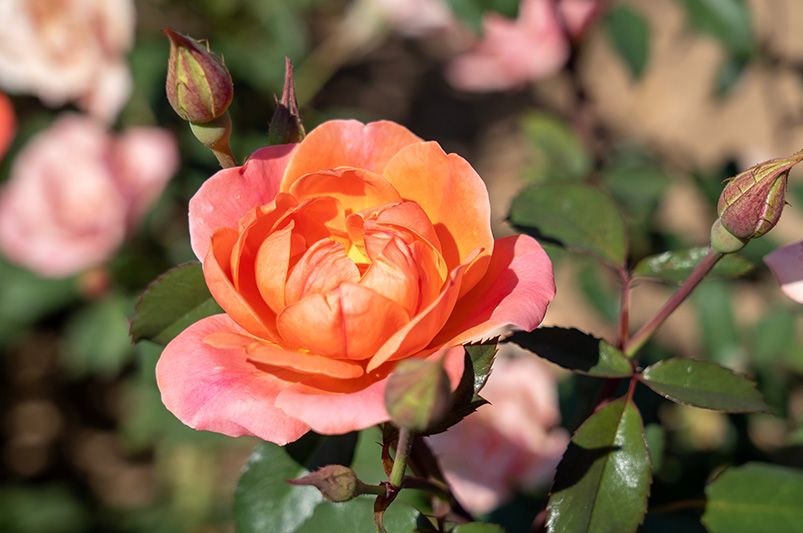 How to Care for Rose Bushes - A Guide for Beautiful Roses - Shrubhub