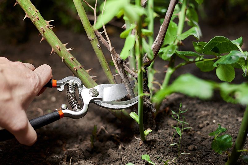 How to Care for Rose Bushes - A Guide for Beautiful Roses - Shrubhub