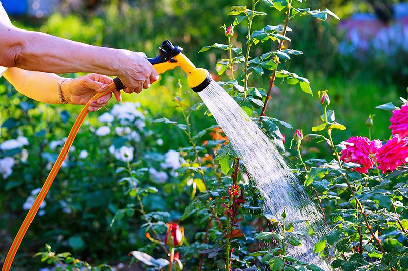 How to Care for Rose Bushes - A Guide for Beautiful Roses - Shrubhub