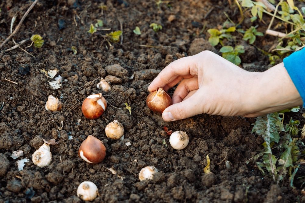 Bulb Plants The Basics About Bulbs & How To Grow Them ShrubHub
