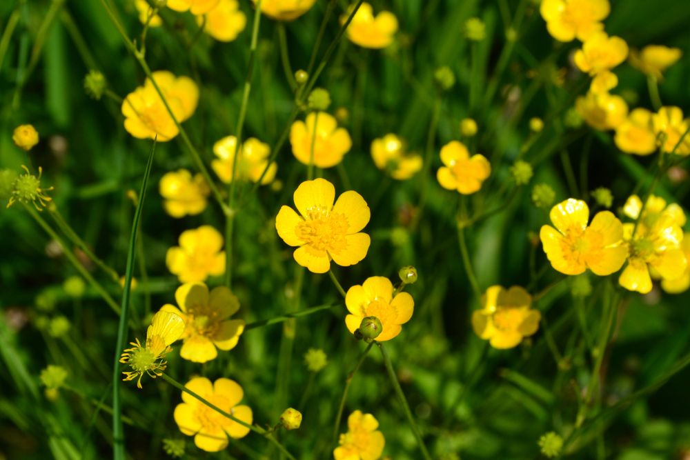 What To Grow In A Cut Flower Garden & How To Maintain It - Shrubhub