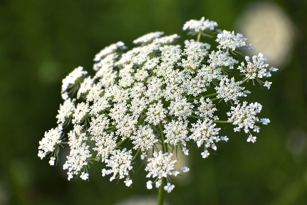 What To Grow In A Cut Flower Garden & How To Maintain It - Shrubhub