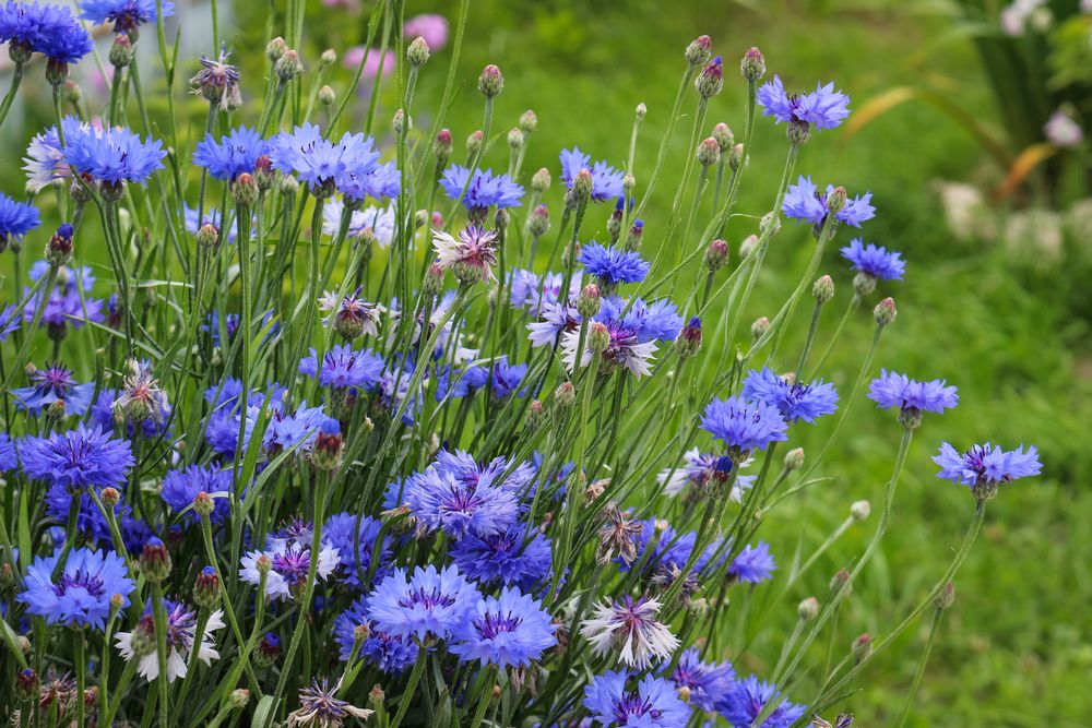 What To Grow In A Cut Flower Garden & How To Maintain It - Shrubhub