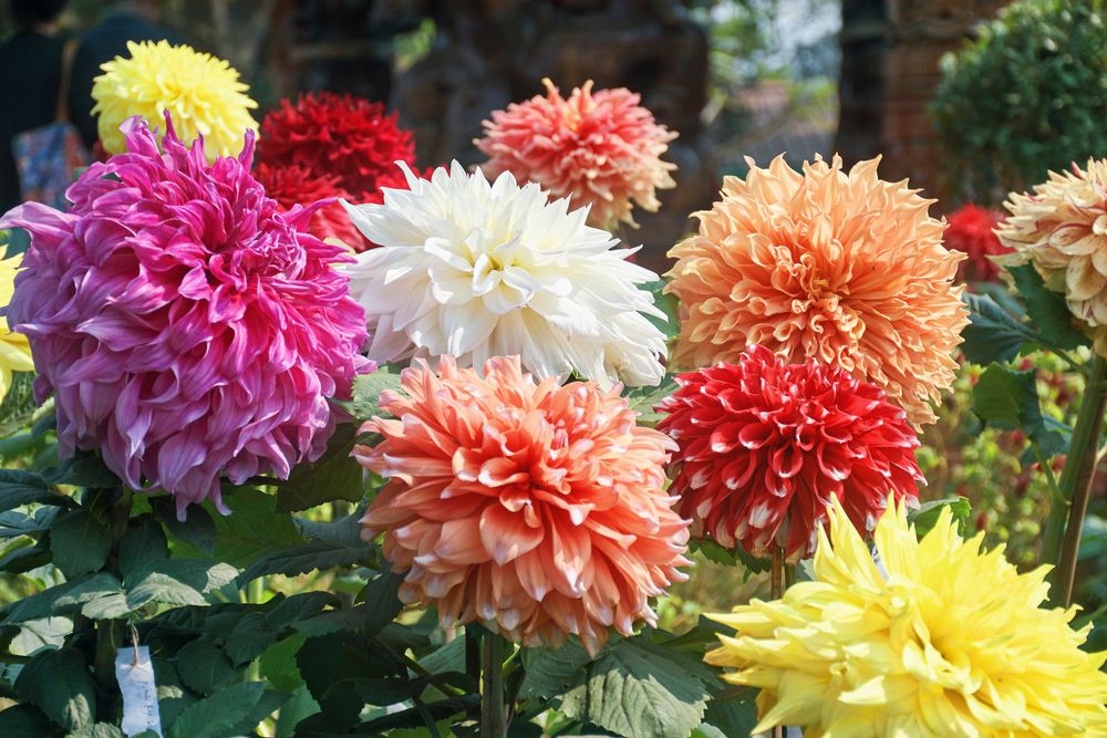 What To Grow In A Cut Flower Garden & How To Maintain It - Shrubhub