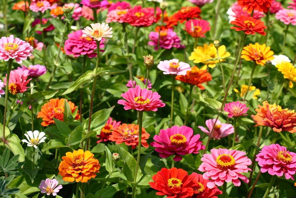 What To Grow In A Cut Flower Garden & How To Maintain It - Shrubhub