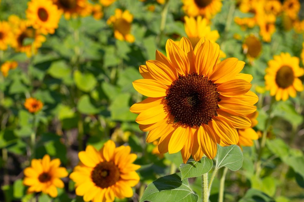 What To Grow In A Cut Flower Garden & How To Maintain It - Shrubhub