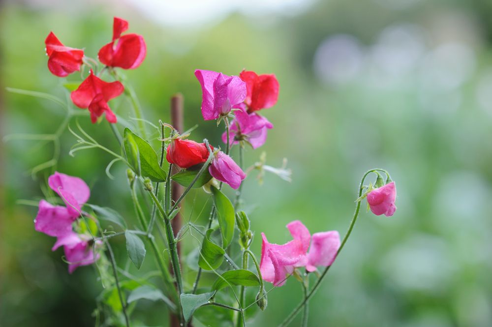 What To Grow In A Cut Flower Garden & How To Maintain It - Shrubhub