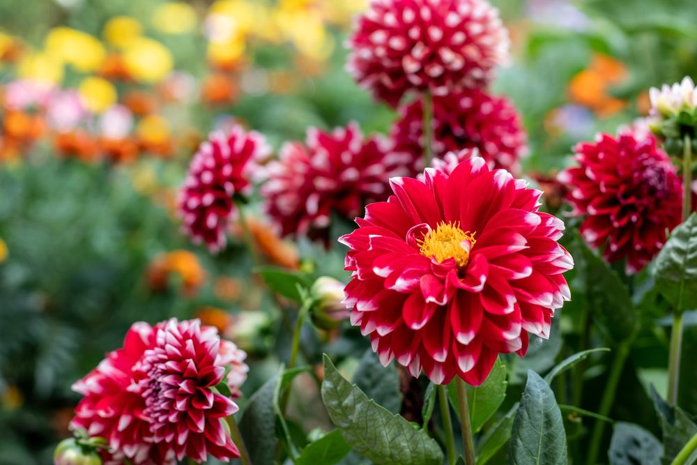 Everything You Need to Know About Growing Dahlia Flowers - Shrubhub