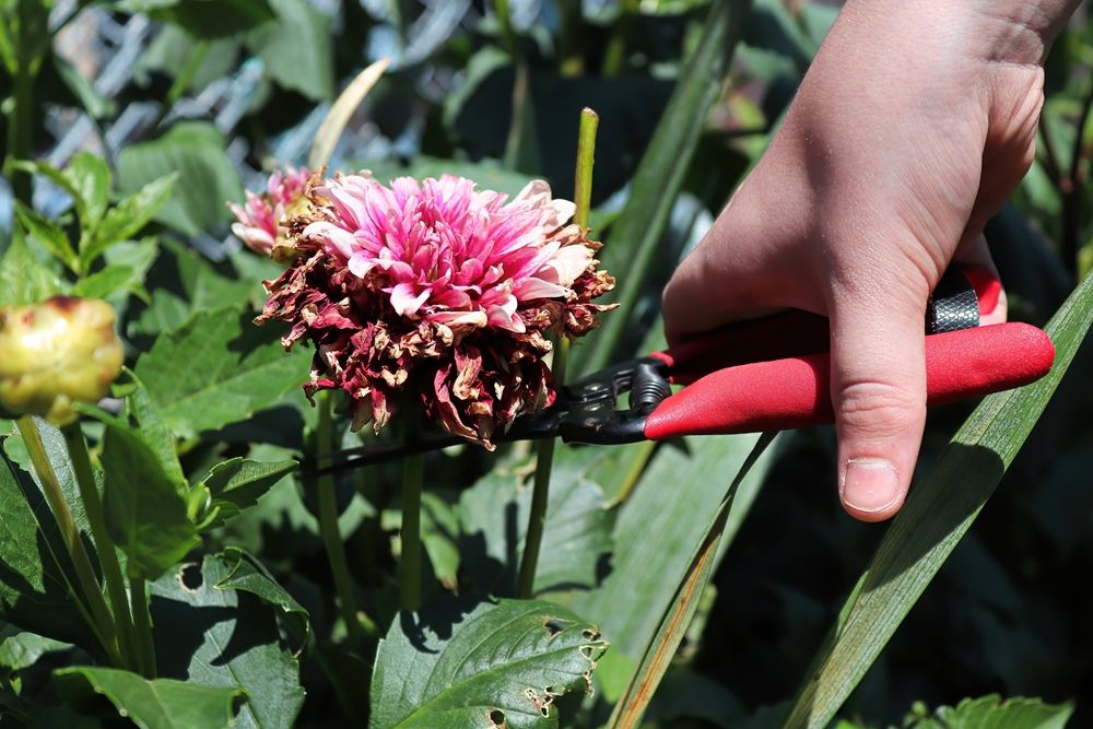 Everything You Need to Know About Growing Dahlia Flowers - Shrubhub
