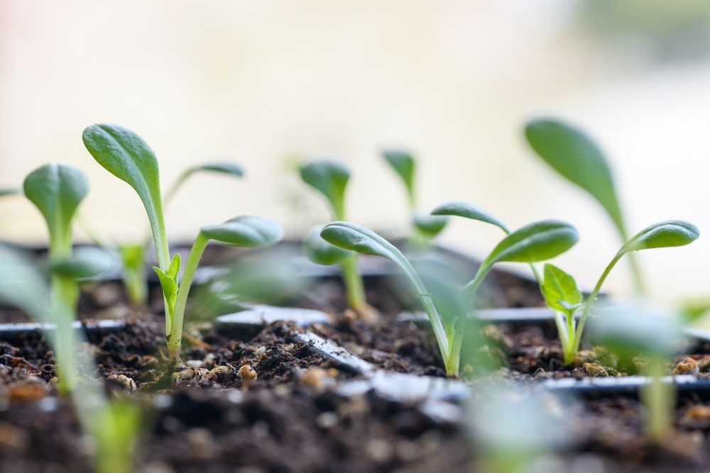 Everything You Need to Know About Growing Dahlia Flowers - Shrubhub