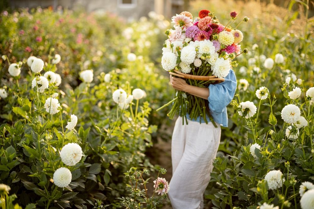 Everything You Need to Know About Growing Dahlia Flowers - Shrubhub