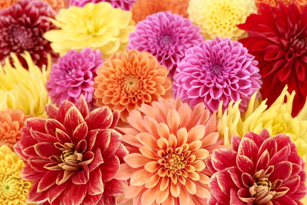 Everything You Need to Know About Growing Dahlia Flowers - Shrubhub