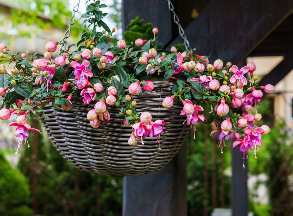 Best Plants for Hanging Baskets: Ideas for Sun and Shade - Shrubhub