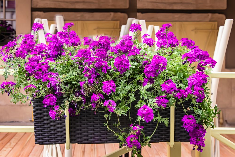 Best Plants for Hanging Baskets: Ideas for Sun and Shade - Shrubhub