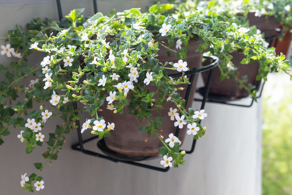 Best Plants for Hanging Baskets: Ideas for Sun and Shade - Shrubhub