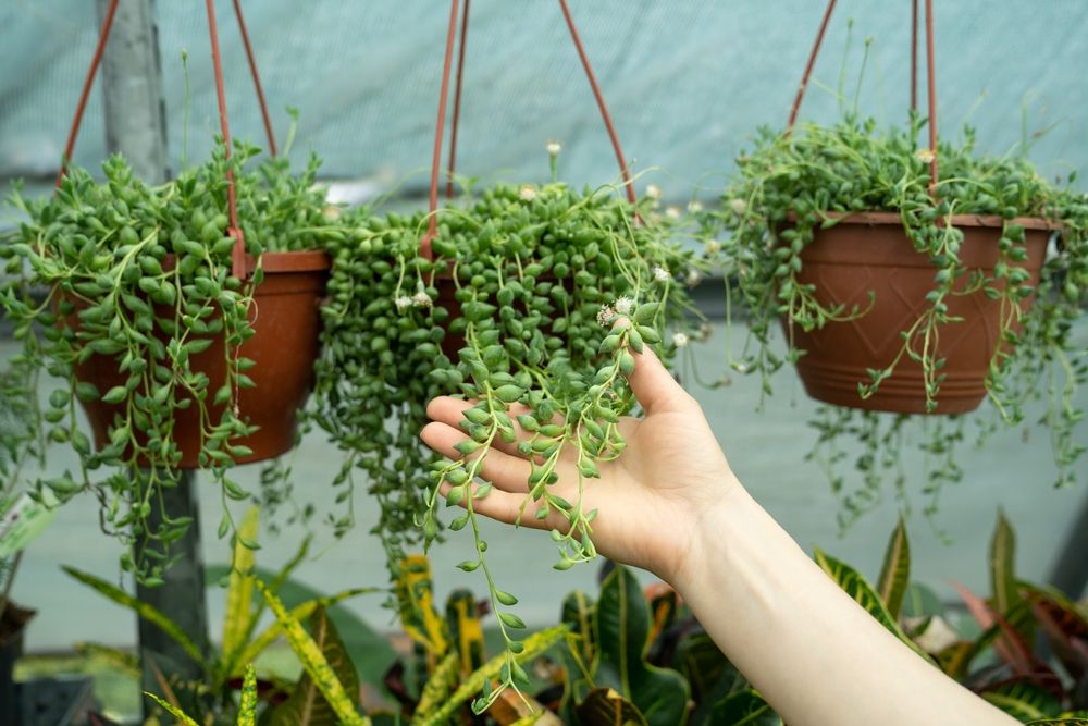 Best Plants for Hanging Baskets: Ideas for Sun and Shade - Shrubhub