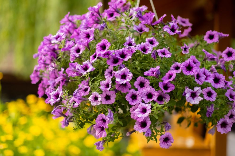 Best Plants for Hanging Baskets: Ideas for Sun and Shade - Shrubhub