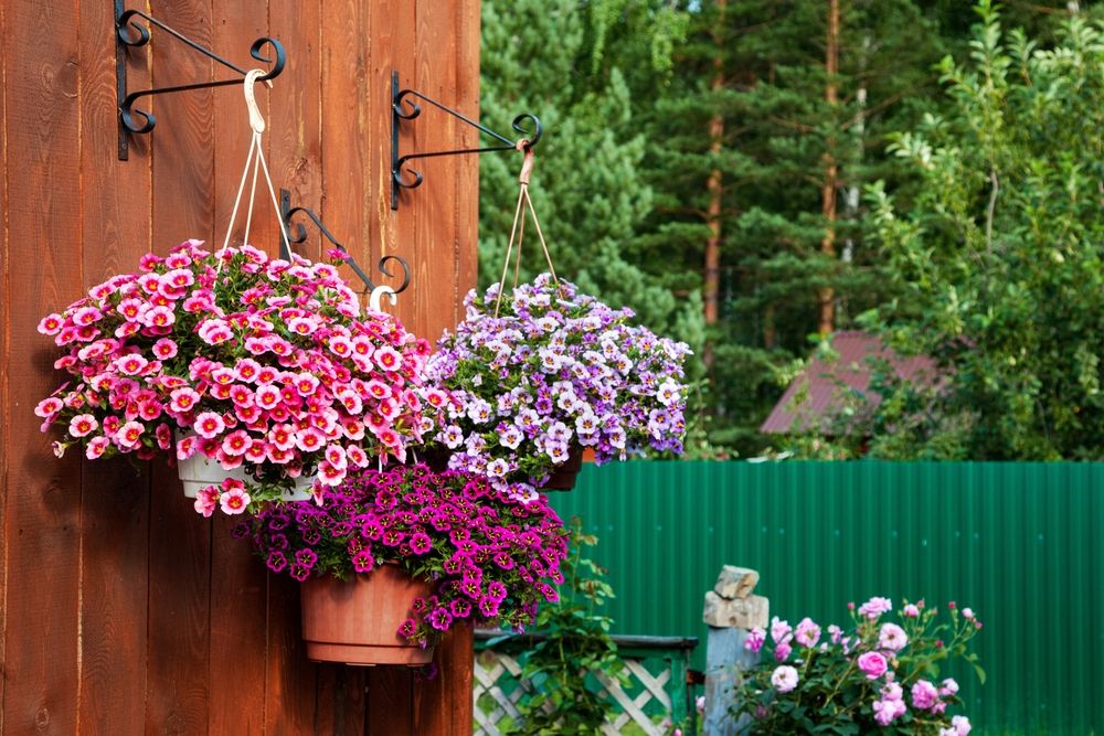 Best Plants for Hanging Baskets: Ideas for Sun and Shade - Shrubhub