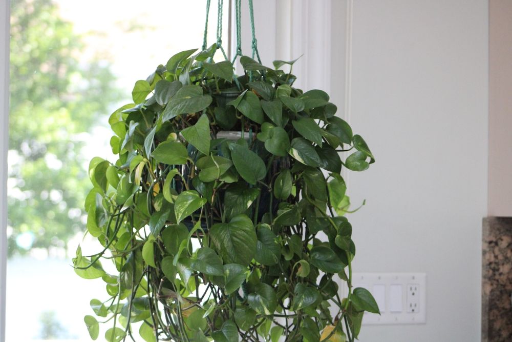 Best Plants for Hanging Baskets: Ideas for Sun and Shade - Shrubhub