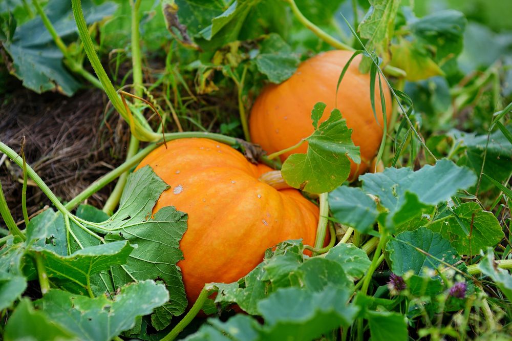 Where to Start to Plant a Fall Garden - Shrubhub