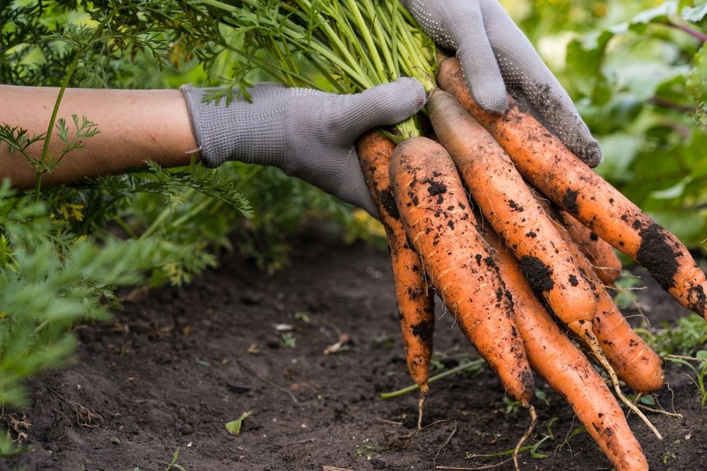 Where to Start to Plant a Fall Garden - Shrubhub