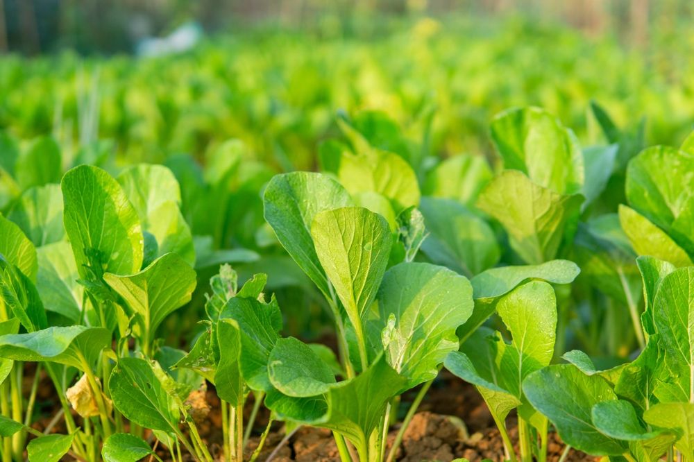 Where to Start to Plant a Fall Garden - Shrubhub