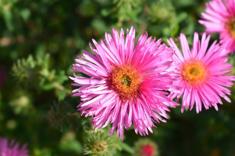 Best Perennials for Spring to Fall Color - Shrubhub