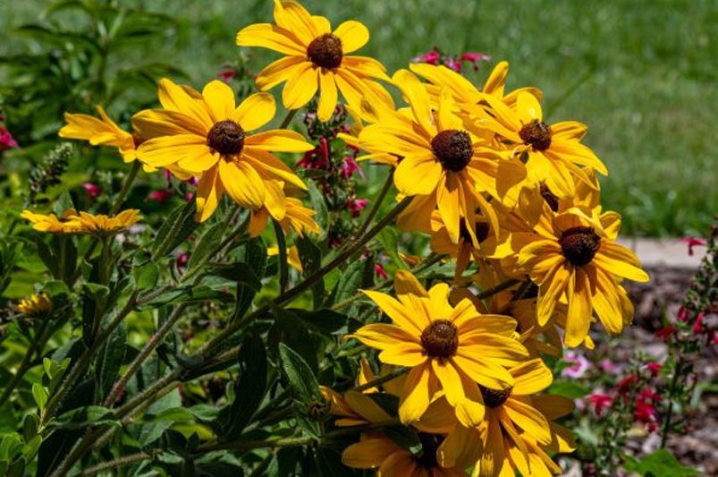 Best Perennials for Spring to Fall Color - Shrubhub