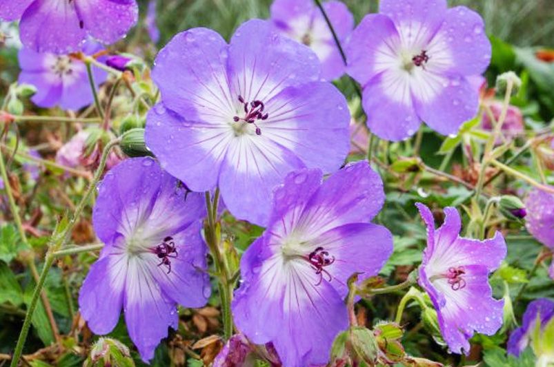 Best Perennials for Spring to Fall Color - Shrubhub