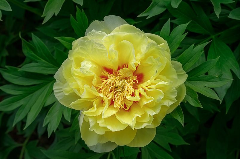 Best Perennials for Spring to Fall Color - Shrubhub