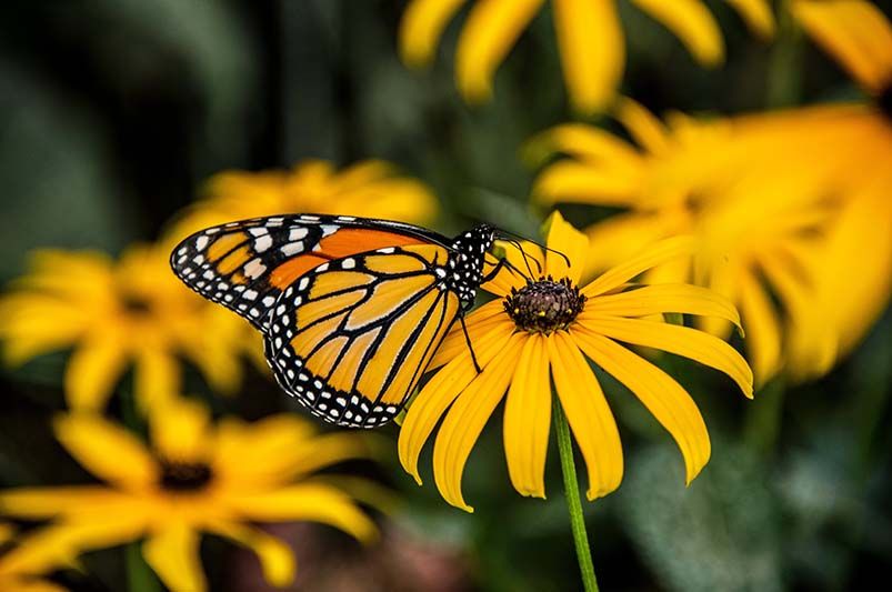 Year-Round Beauty: Top Perennial Flowers That Bloom from Spring to Fall - Shrubhub