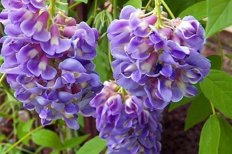 Best Perennials for Spring to Fall Color - Shrubhub