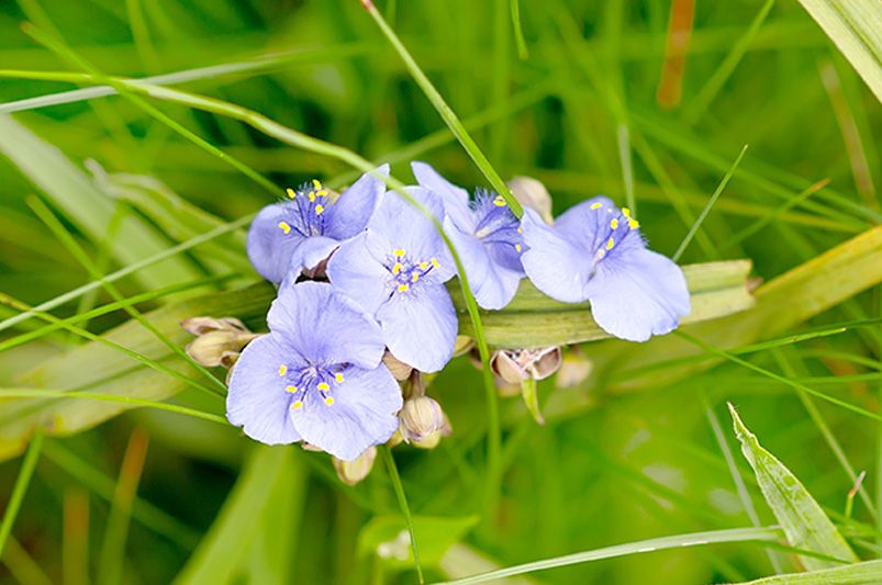 Best Perennials for Spring to Fall Color - Shrubhub
