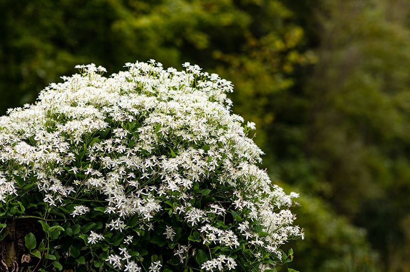 Sweet Autumn Clematis: Elevate Your Design With These 10 Landscaping Ideas - Shrubhub