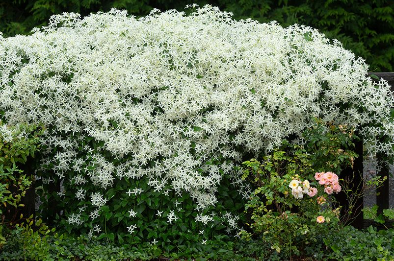 Sweet Autumn Clematis: Elevate Your Design With These 10 Landscaping Ideas - Shrubhub