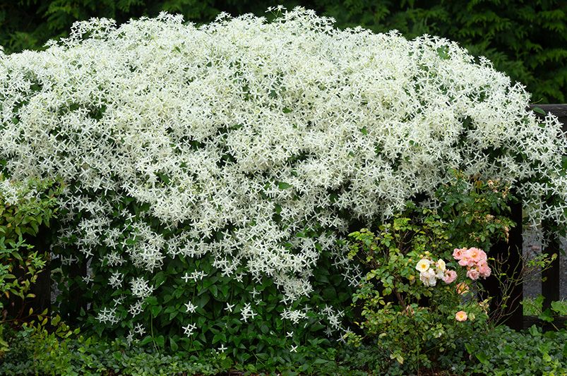 Sweet Autumn Clematis: Elevate Your Design With These 10 Landscaping Ideas - Shrubhub