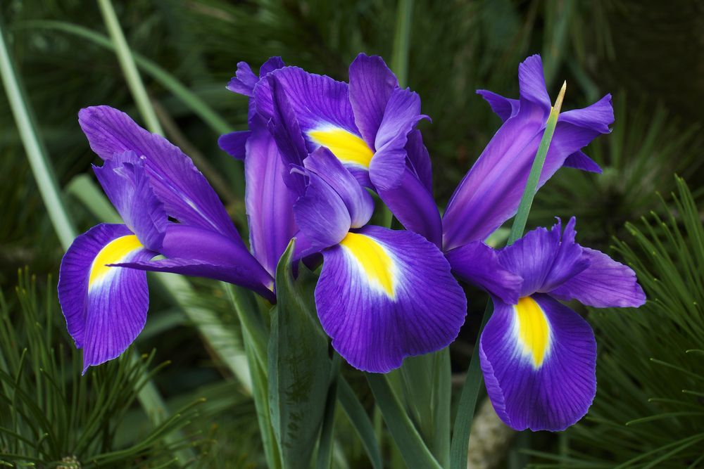 Best Bulbs to Plant in Fall - Shrubhub