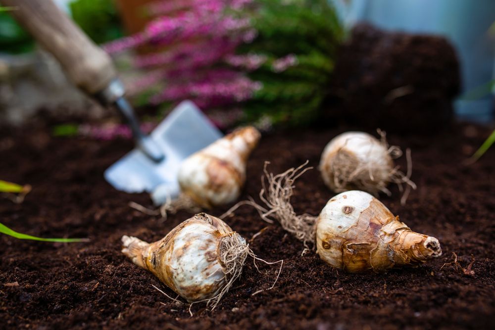 Best Bulbs to Plant in Fall - Shrubhub