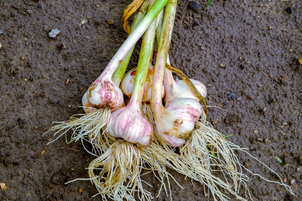 Best Bulbs to Plant in Fall - Shrubhub