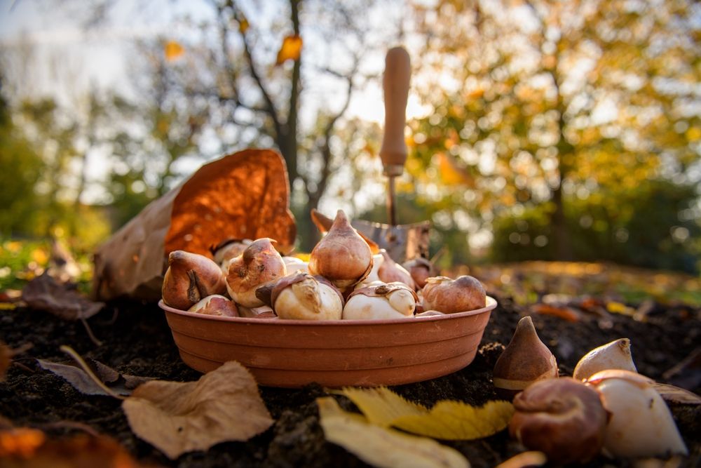 Best Bulbs to Plant in Fall - Shrubhub