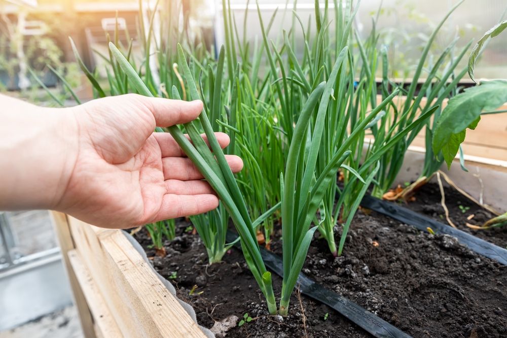 Best Bulbs to Plant in Fall - Shrubhub