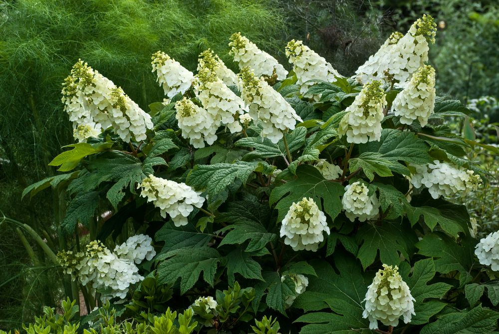 Pruning Hydrangeas in Fall: Setting the Stage for Spectacular Blooms - Shrubhub