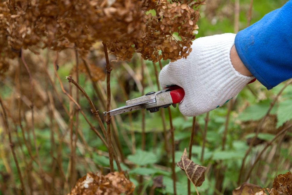 Pruning Hydrangeas in Fall: Setting the Stage for Spectacular Blooms - Shrubhub