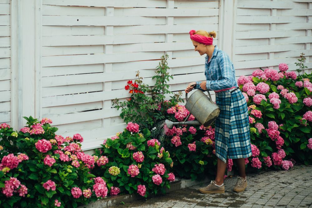 Pruning Hydrangeas in Fall: Setting the Stage for Spectacular Blooms - Shrubhub