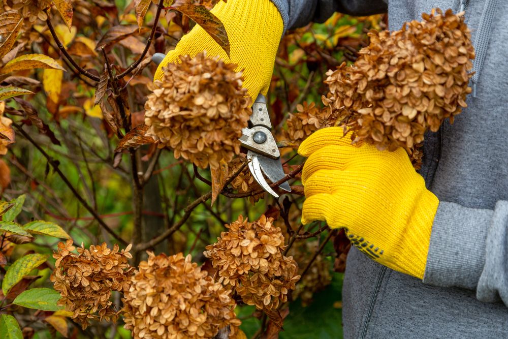 Pruning Hydrangeas in Fall: Setting the Stage for Spectacular Blooms - Shrubhub