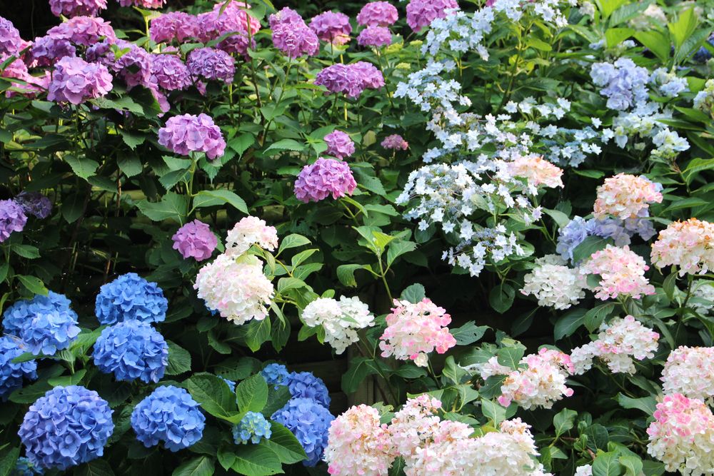 Pruning Hydrangeas in Fall: Setting the Stage for Spectacular Blooms - Shrubhub