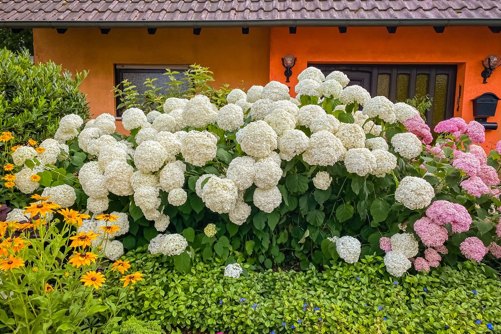 Pruning Hydrangeas in Fall: Setting the Stage for Spectacular Blooms - Shrubhub