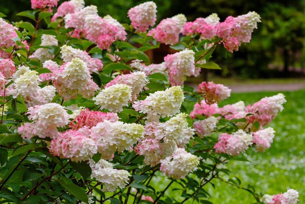 Pruning Hydrangeas in Fall: Setting the Stage for Spectacular Blooms - Shrubhub